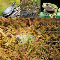 REPTIZOO Substrato di muschio del Cile - 100g