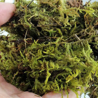 REPTIZOO Chilimossubstraat - 100 g