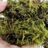 REPTIZOO Chilimossubstraat - 100 g