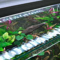 Aquarium Eden 20 FLED Blanc WATERBOX - 77 L
