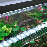 Aquarium Eden 20 FLED Blanc WATERBOX - 77 L