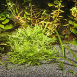 Substrat de Sol Fin Gris Sansibar Grey JBL - 5 kg