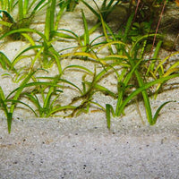 Substrat de Sol Clair Fin Sansibar River JBL - 5 kg