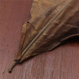 Feuilles de Catappa