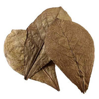 CatappaXL 10pcs JBL - Feuilles de Badamier