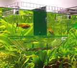 Pondoir Flottant Nido 1 - HOBBY