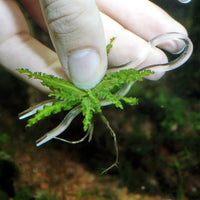 ProScape Plantis Pins JBL - Epingles de fixation pour plantes