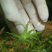ProScape Plantis Pins JBL - Epingles de fixation pour plantes