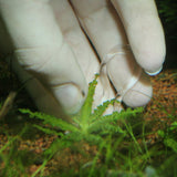 ProScape Plantis Pins JBL - Epingles de fixation pour plantes