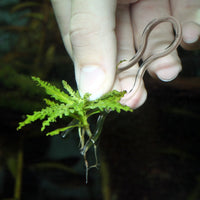 ProScape Plantis Pins JBL - Epingles de fixation pour plantes