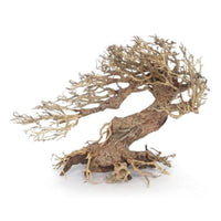 Bonsaï Legno Oriental Wind 3 SM - 23 cm AMTRA