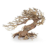 Bonsaï Legno Oriental Wind 3 SM - 23 cm AMTRA
