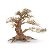 Bonsaï Legno Oriental Wind 4 MD - 30 cm AMTRA