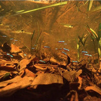 Nano-Catappa 10pcs JBL - Feuille de Badamier pour Nano-Aquarium