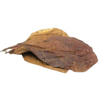 Feuilles de Catappa