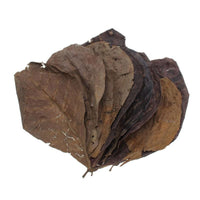 Feuilles de Catappa