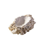 Roche Céramique Shell Holder - M ARKA