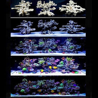 Roche Céramique Reef Plate - 20 cm ARKA